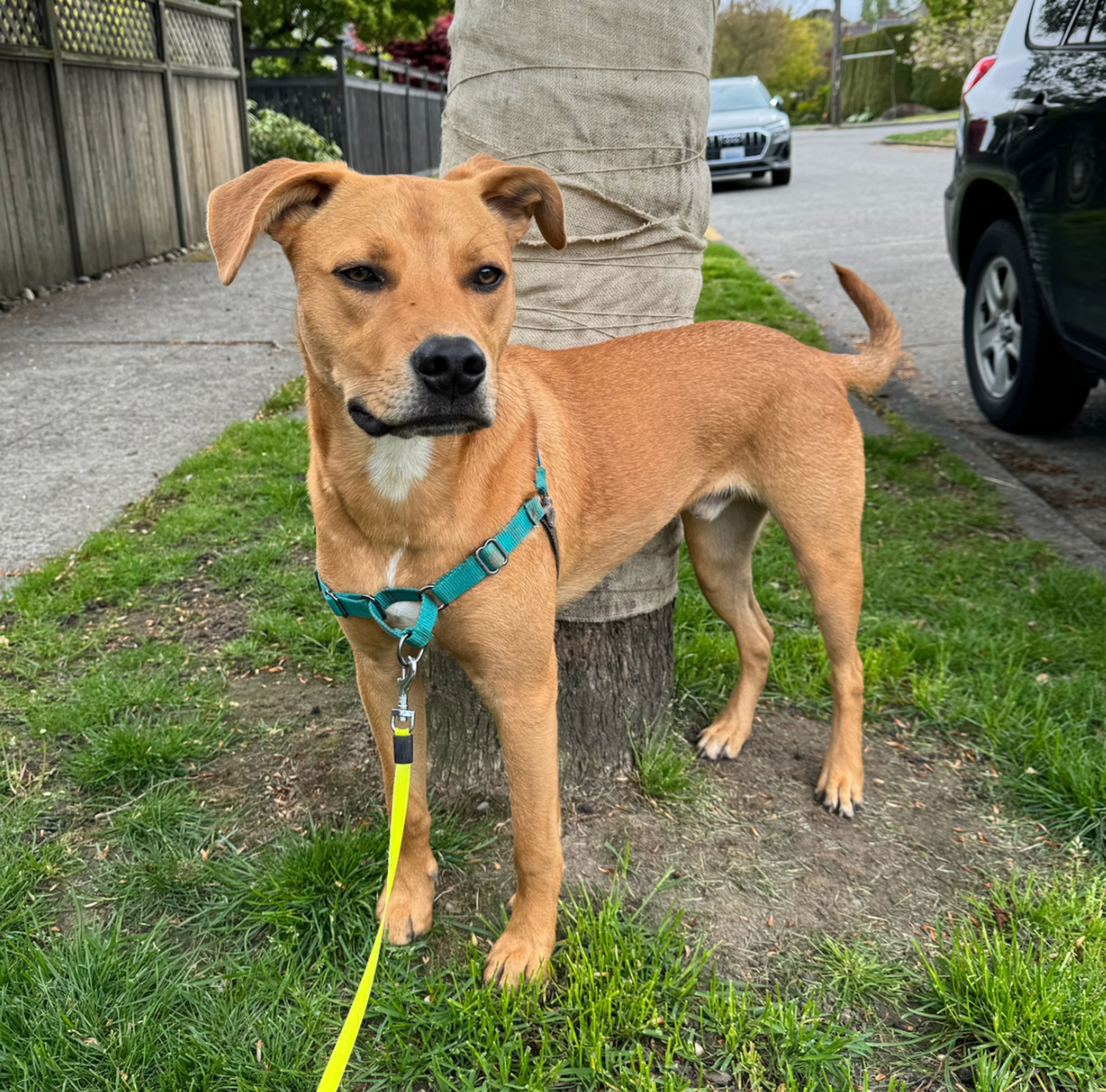 12 Bed  · 1 Bath for rent $1,500 / month