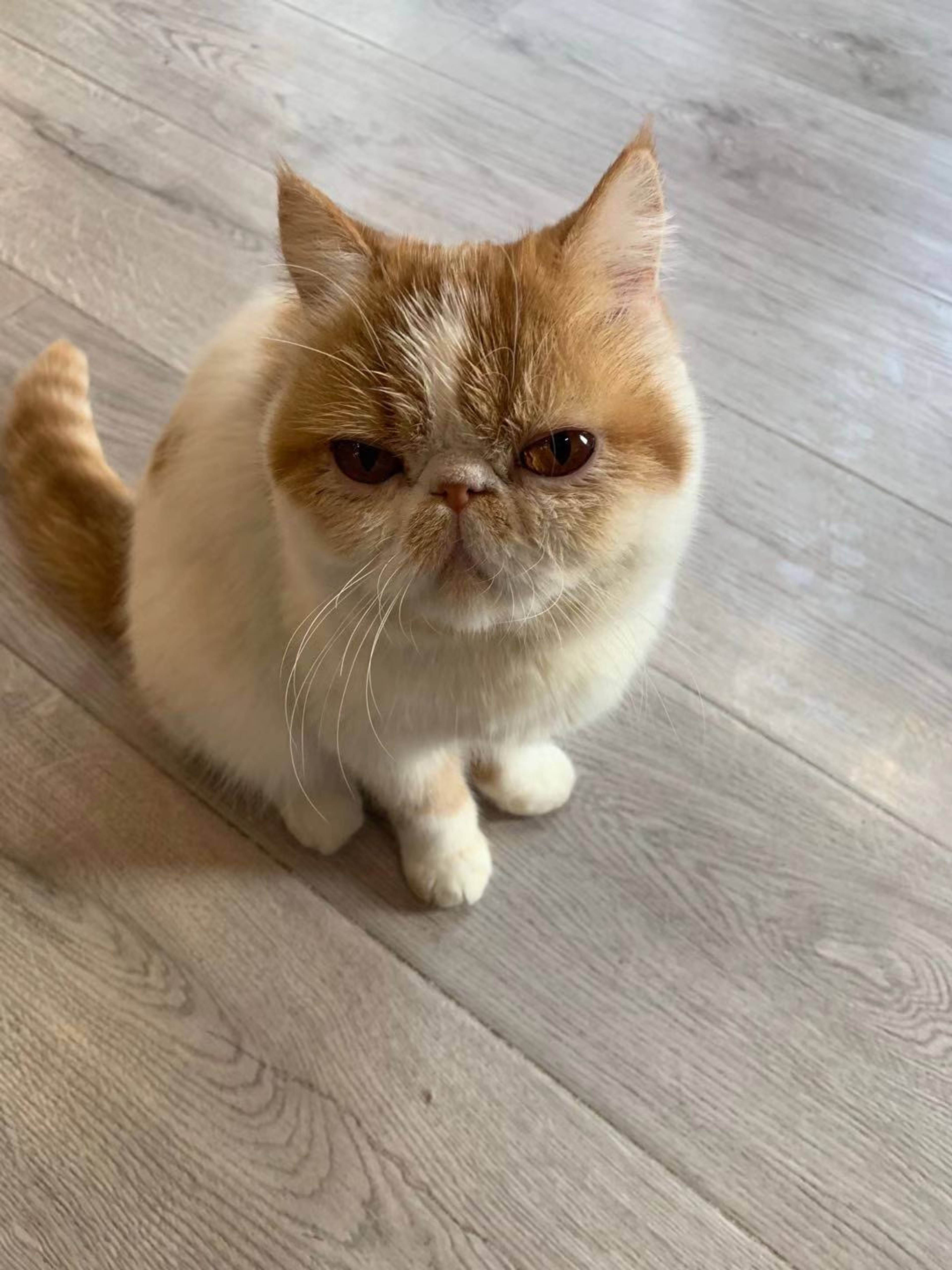 1 Bed  · 1 Bath for rent $1,350 / month