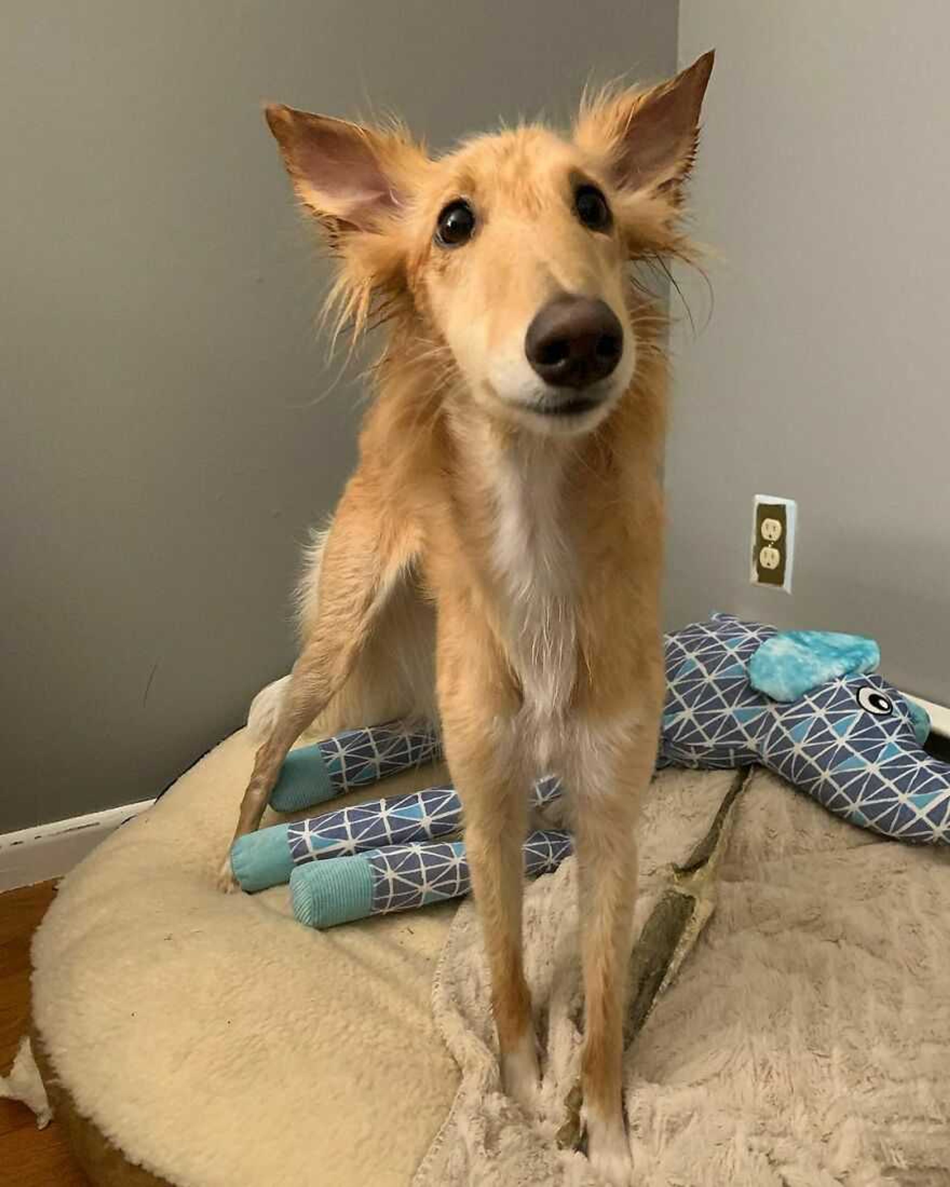 2 Bed  · 2 Bath for rent $2 / month