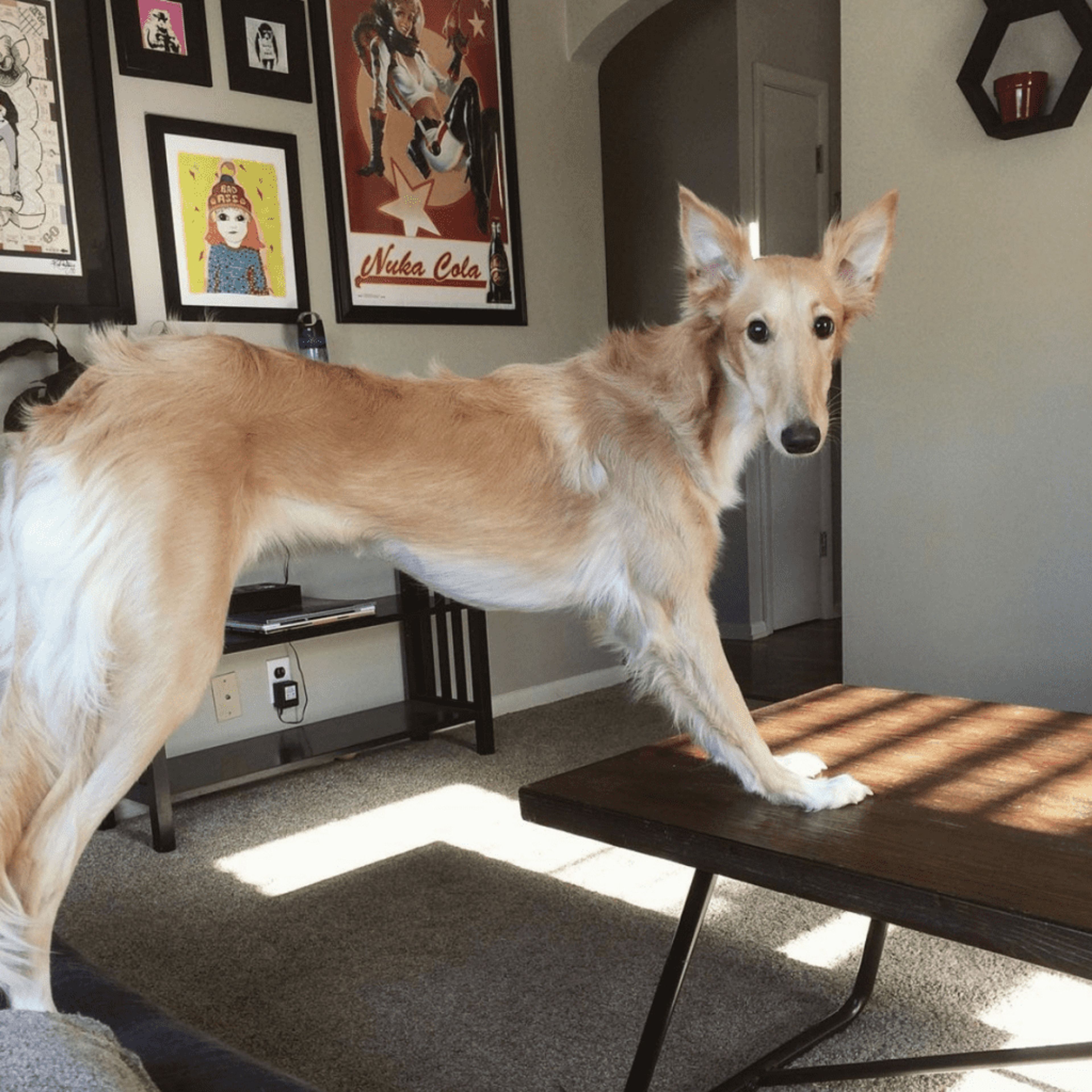 2 Bed  · 2 Bath for rent $2 / week