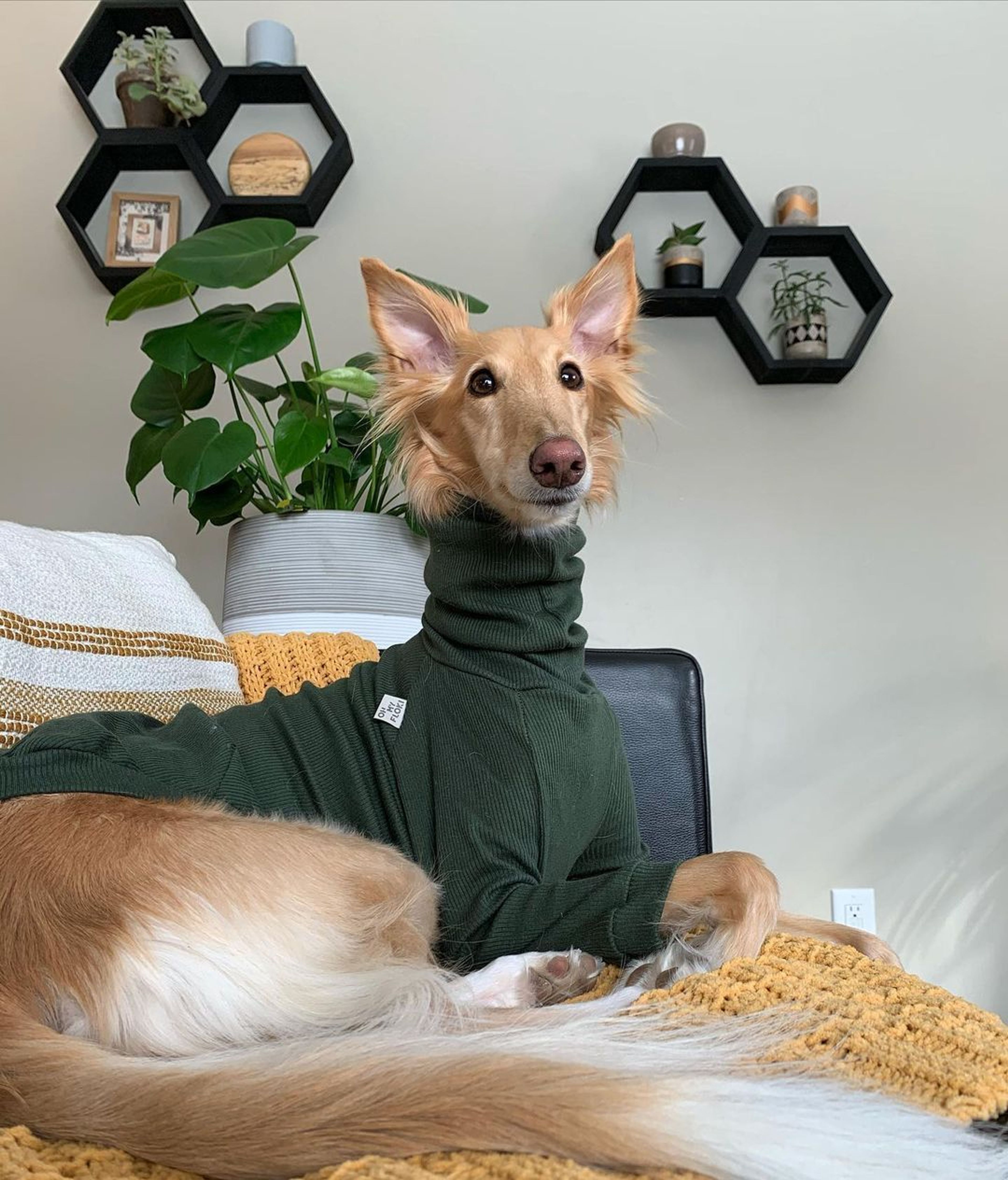 2 Bed  · 2 Bath for rent $2 / week