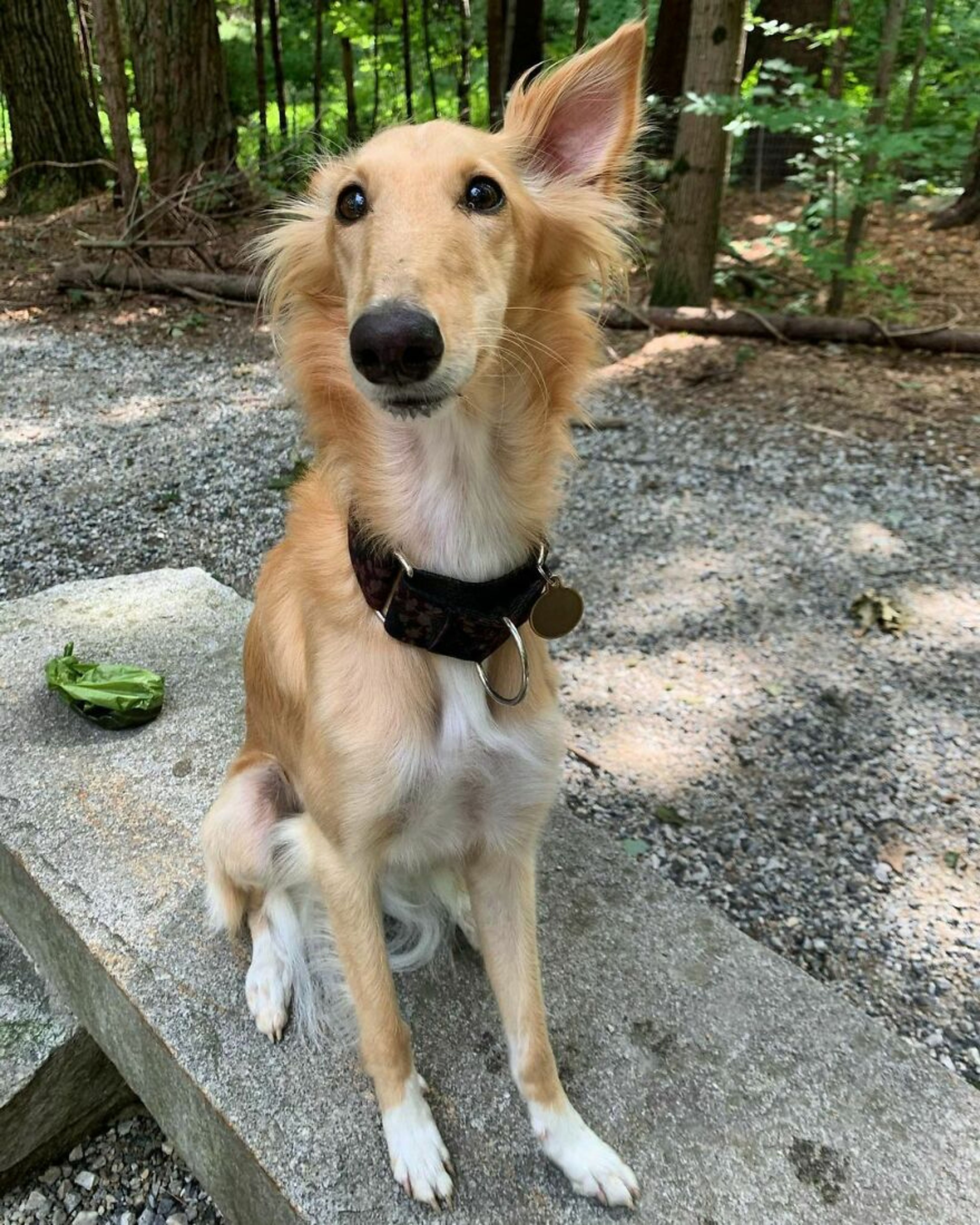 3 Bed  · 3 Bath for rent $2 / day