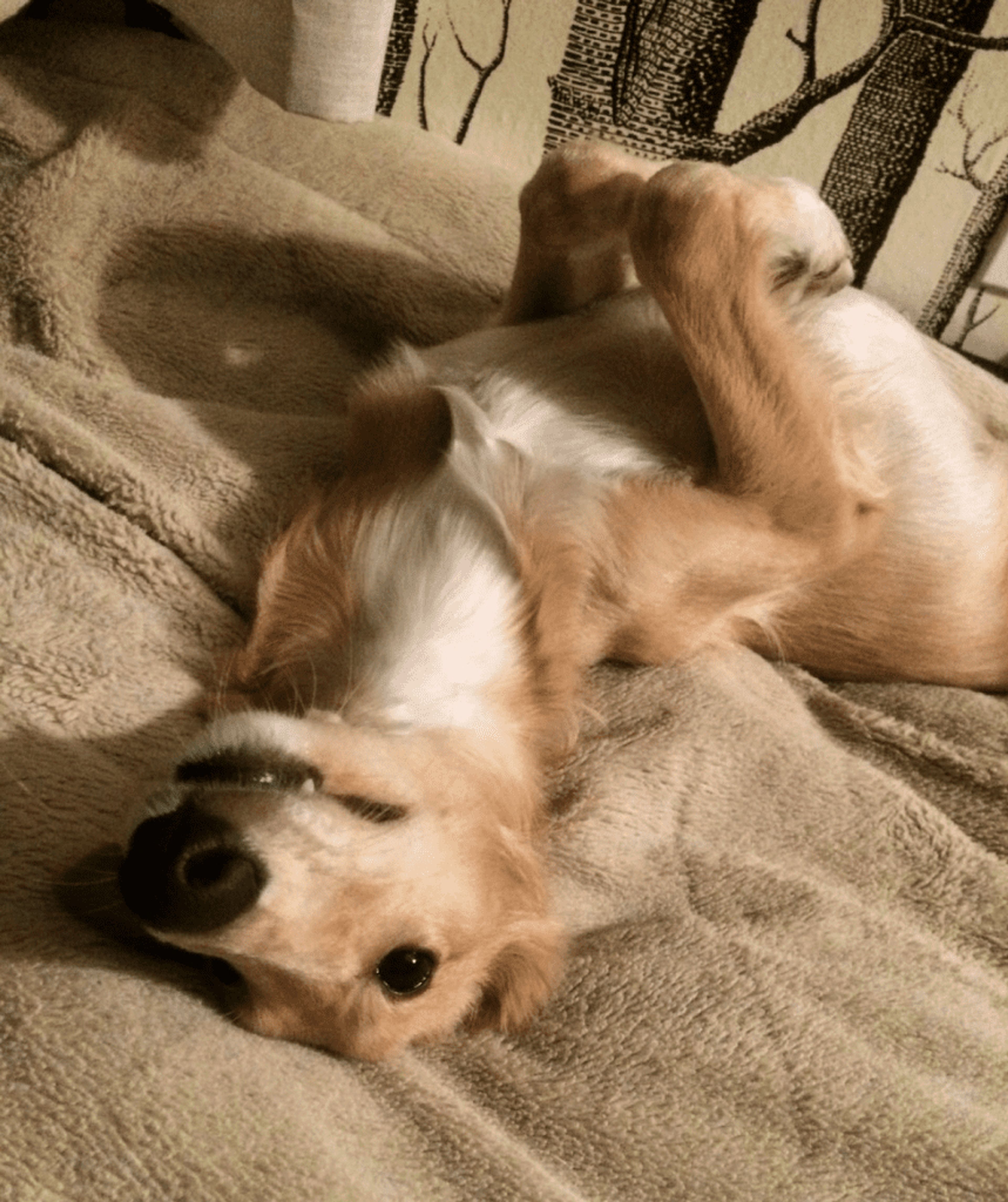 32 Bed  · 32 Bath for rent $2 / month